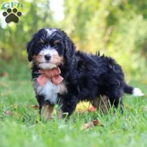 Lonnie, Mini Bernedoodle Puppy